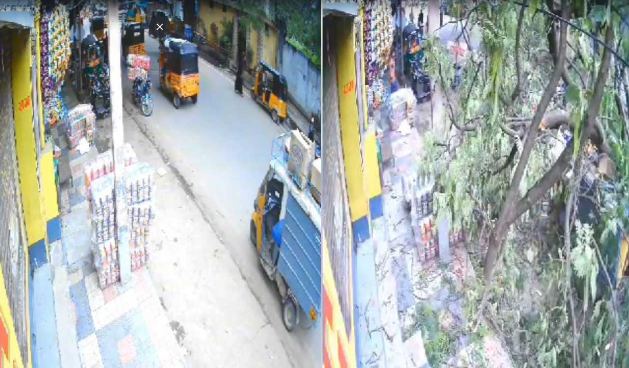 Watch: Old tree uproots at Shamsheergunj in Hyderabad, 10 injured