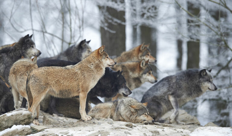 In a wolf pack, each member has a specific role contributing to the group’s overall success, ensuring effective hunting, protection, and thriving in their environment.