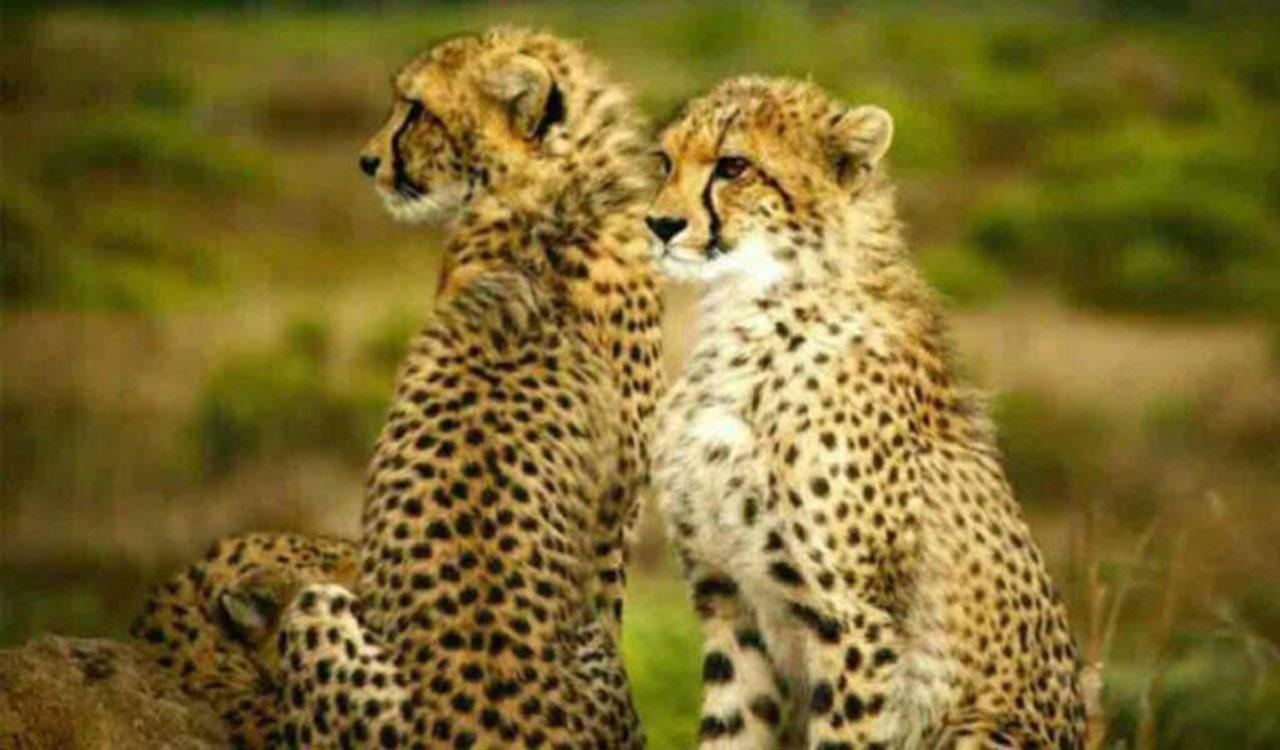 African cheetahs set to roam free in Kuno after year-long enclosure ...