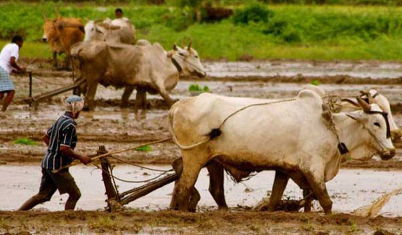 Rythu Bharosa delay adds to ryots’ misery in Telangana