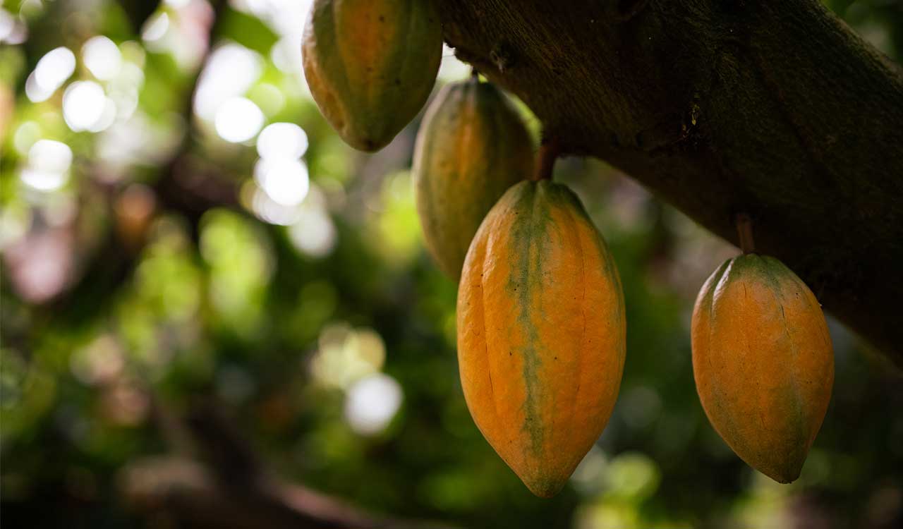 Aim is to promote Indian Cacao, says founder of Hyderabad-based Manam Chocolate