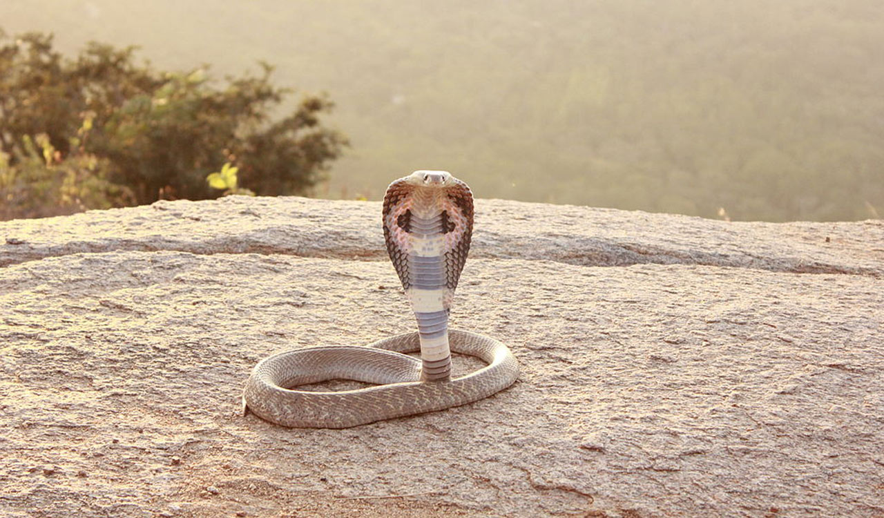 Hyderabad: Efforts to save snakes intensify ahead of Nag Panchami festival