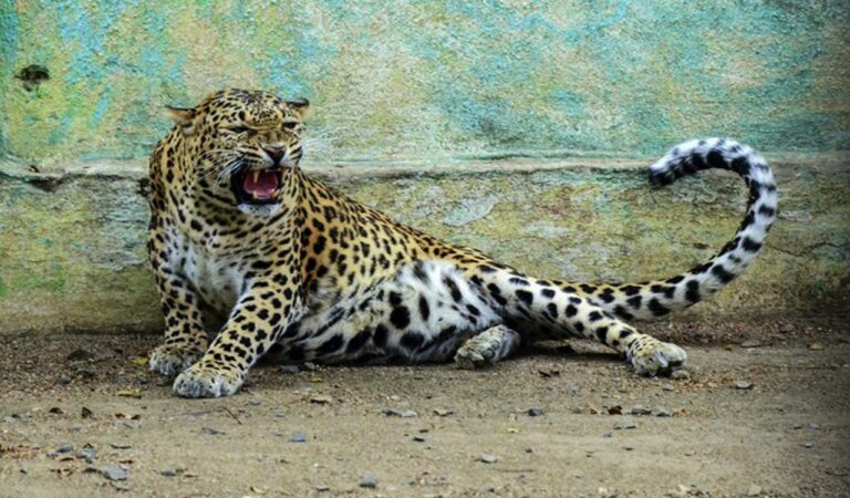 In the wake of an increase in leopard attacks, forest officials advised the people to be alert and not to visit agricultural fields and interior areas alone