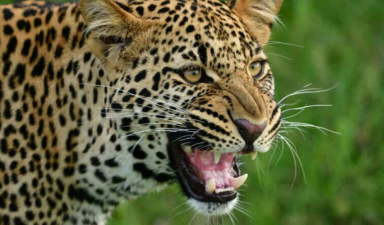A leopard was trapped in a neighbouring village three months ago and all measures were being taken to trap the leopard that was on the prowl now.
