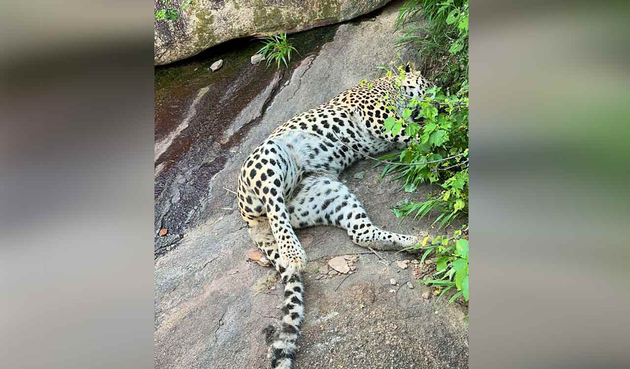 Leopard electrocuted near embankment in Kamareddy