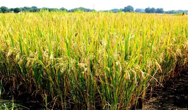 As many as three unique rice varieties including DRR Dhan 73, Dhan 74 and Dhan 78, with an ability to withstand the vagaries of local dry climate of Telangana and provide high yield, have been developed