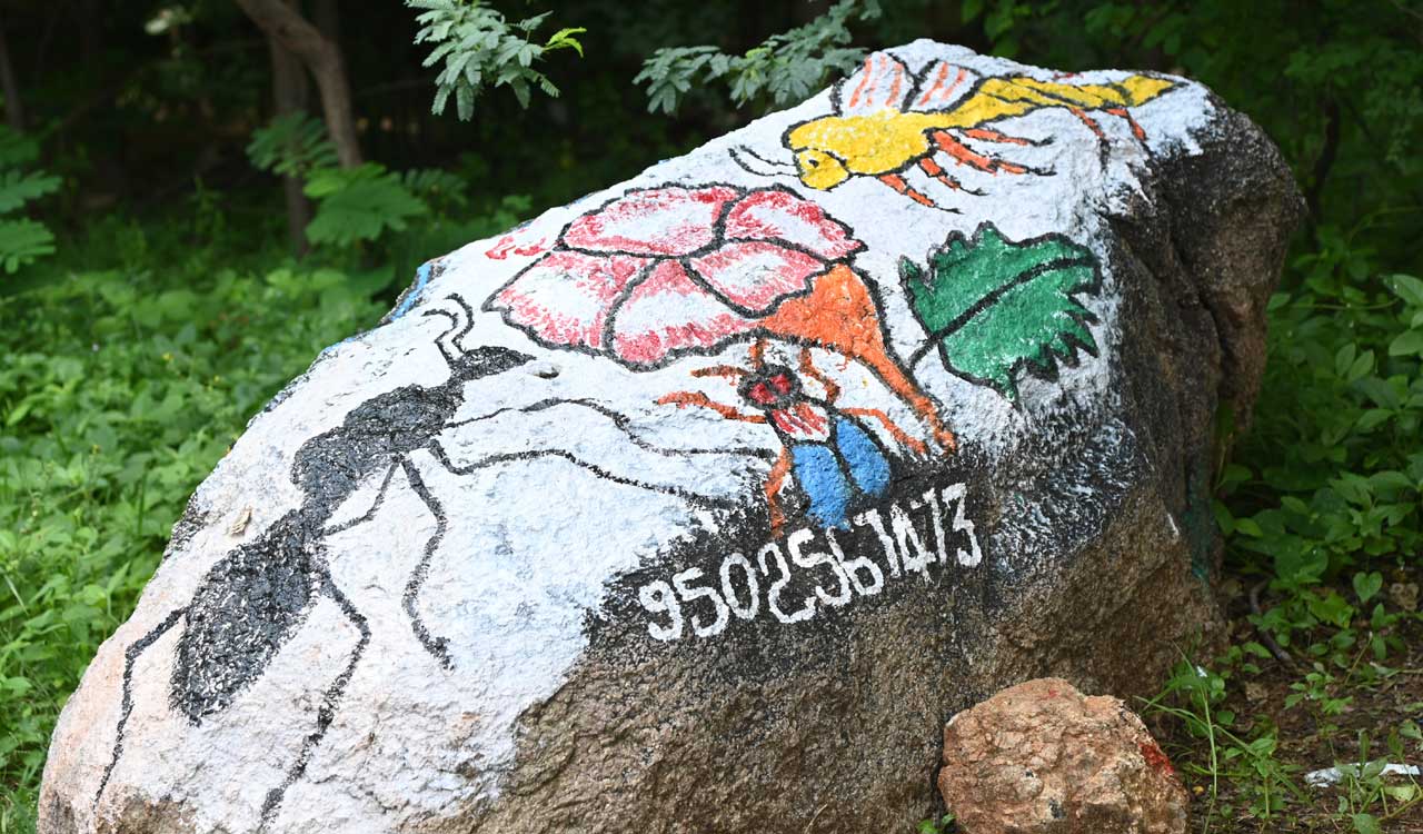 OU employee paints campus rocks, boulders to spread message