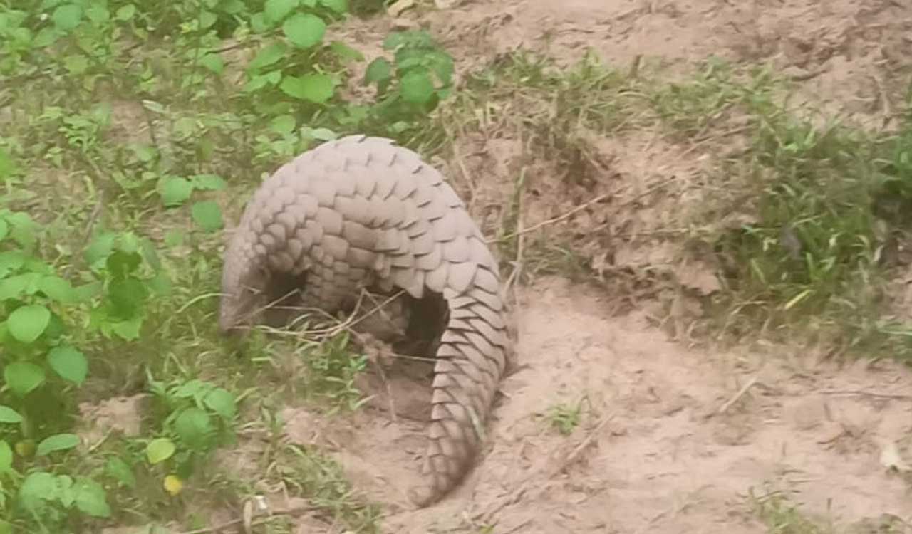 Pangolin rescued; released in forests in Mancherial