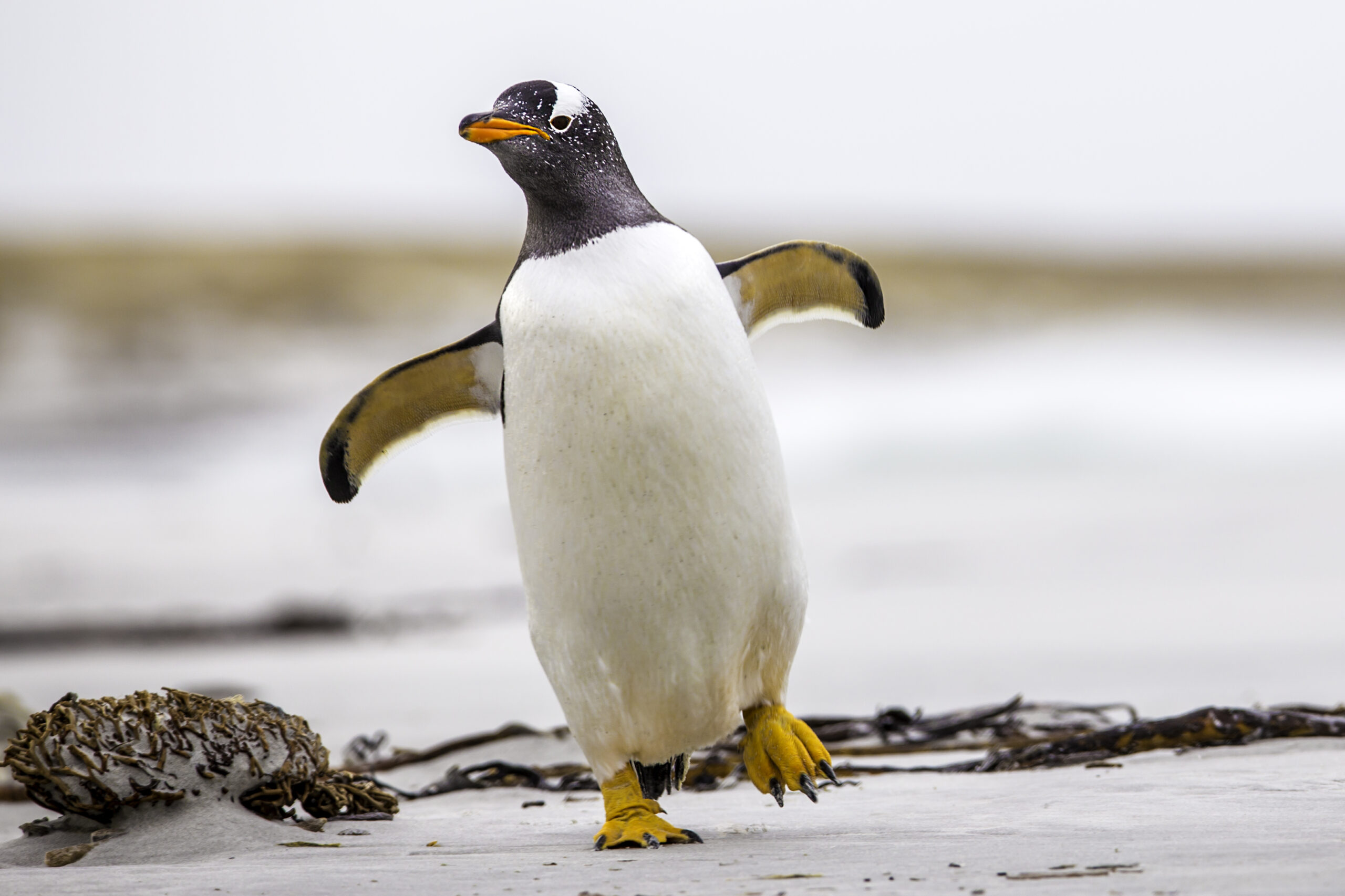 Do you know why Penguins waddle?