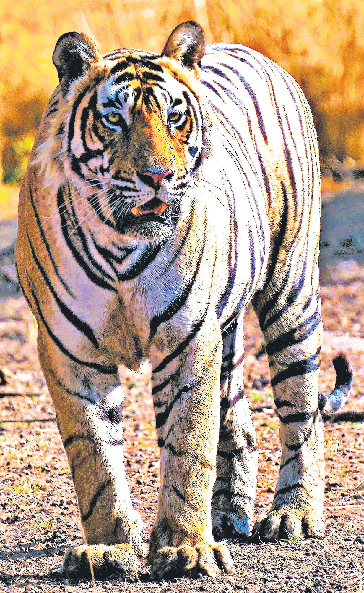 Ranthambore Tigers