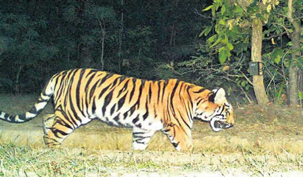 Movement of tiger triggers panic in village in Asifabad