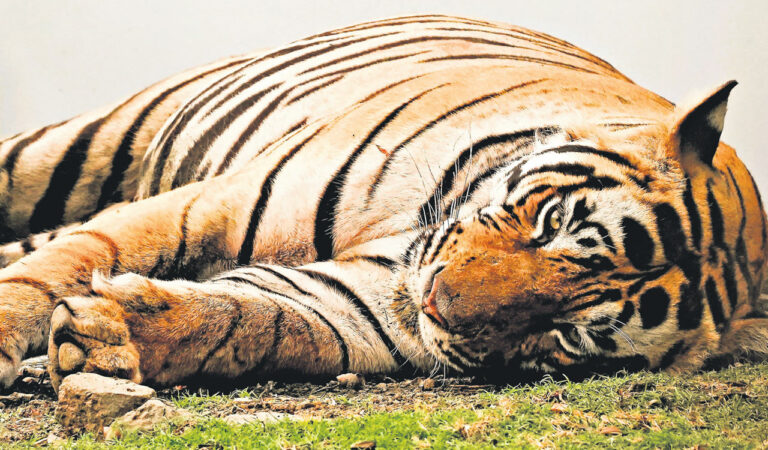 Tiger, Ranthambore Tiger Reserve
