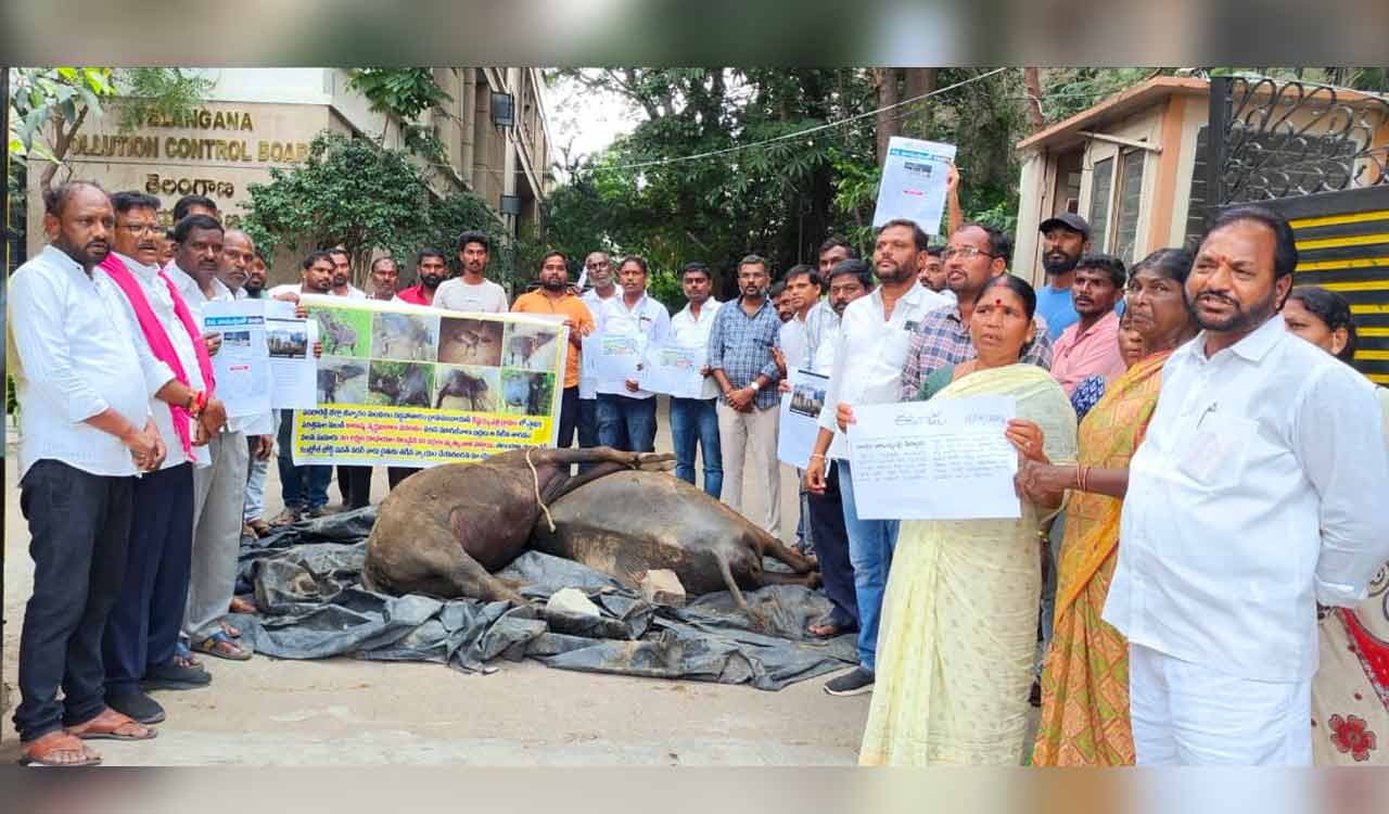 Sangareddy: Buffaloes die after drinking water from polluted lake; farmers protest with carcasses