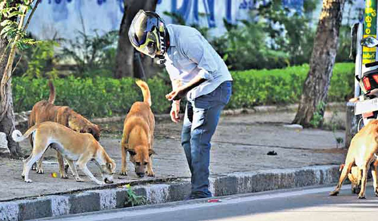 GHMC seeks collaboration with street dog feeders for humane city