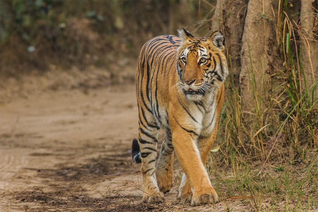 Tiger from Maharashtra strays into Kerameri forests in Asifabad
