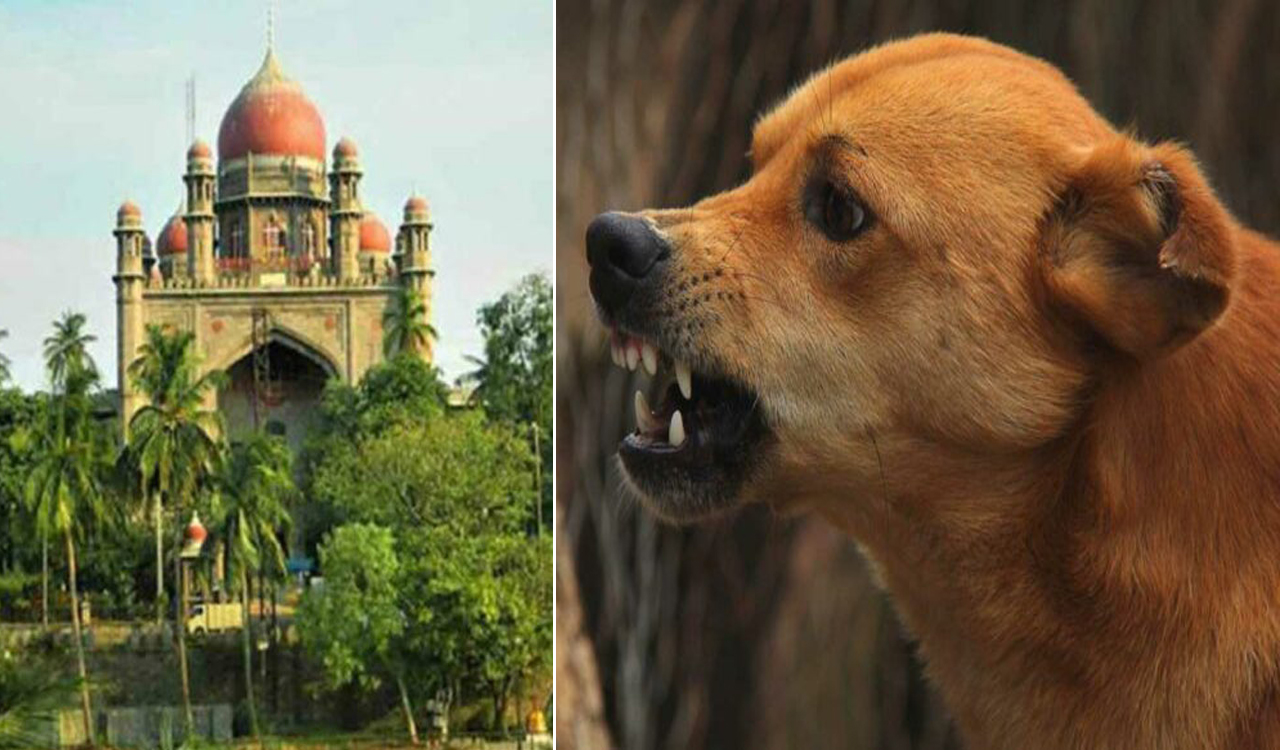 Telangana High Court takes on record GHMC report on stray dog menace