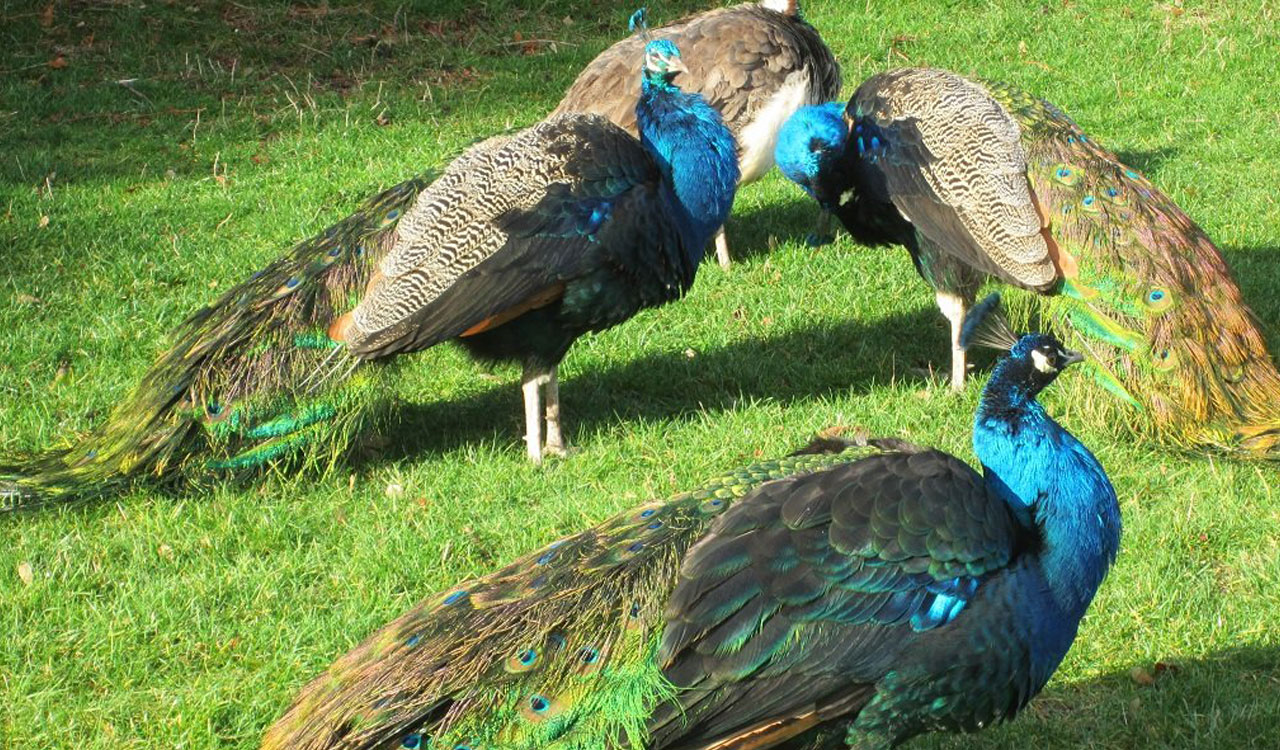 Telangana Youtuber Booked For Making Video Featuring ‘peacock Curry 