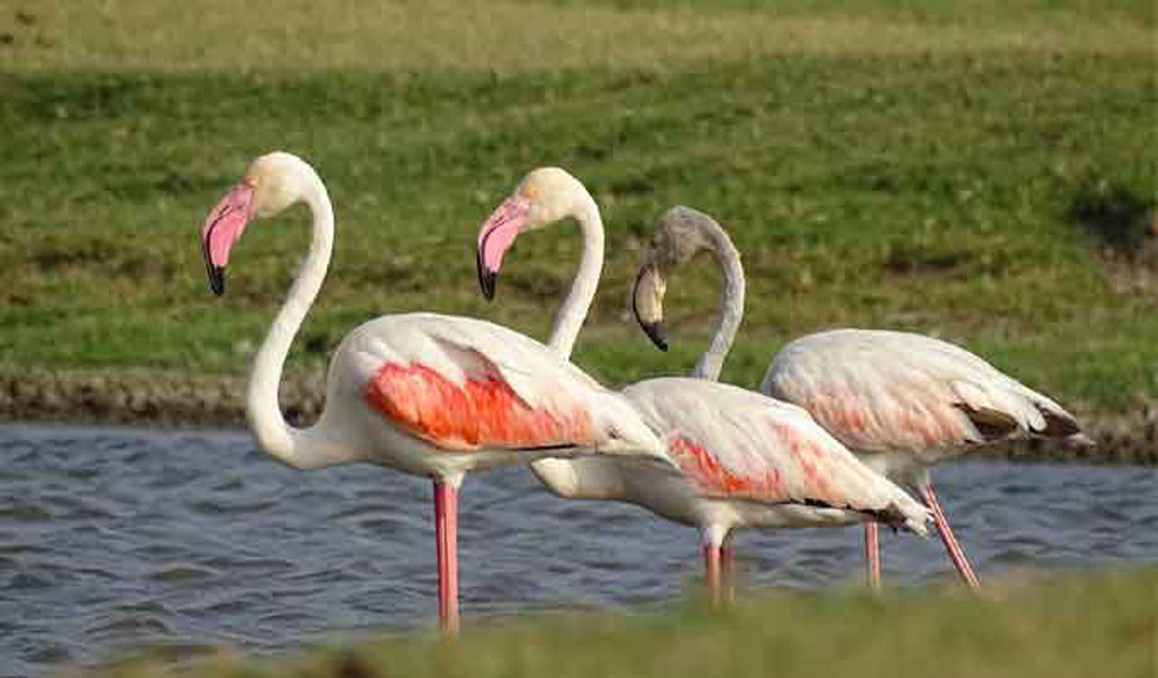 Telangana govt seeks Ramsar tag for five sites