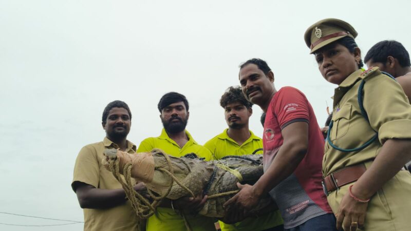After five hours of a rescue operation, forest officials along with Sagar Snake Society volunteers trapped the crocodile and released it into the River Krishna at Beechupally