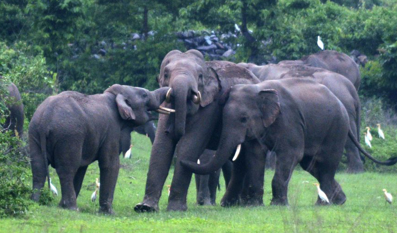 Wild elephants create havoc in Andhra’s Vizianagaram district