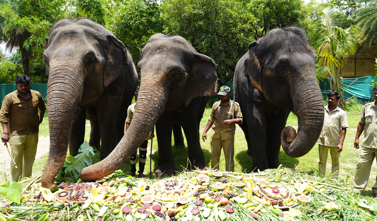 World Elephant Day: Four elephants served lavish jumbo feast at Nehru ...