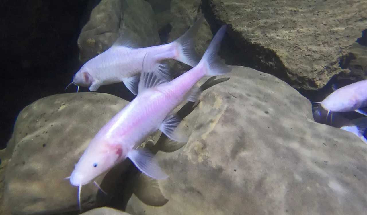 New cave fish discovered in Meghalaya
