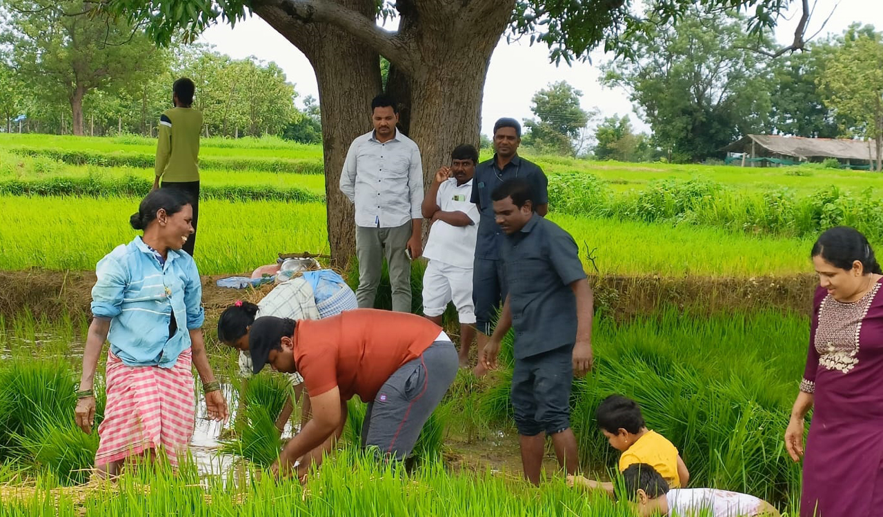 Medak Collector Rahul Raj participates in paddy transplantation