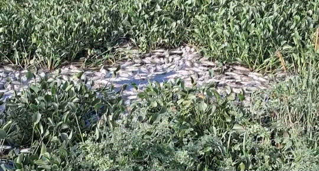 Telangana: Scores of fish found dead in Sangareddy tank