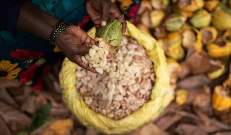 Inside Cacao