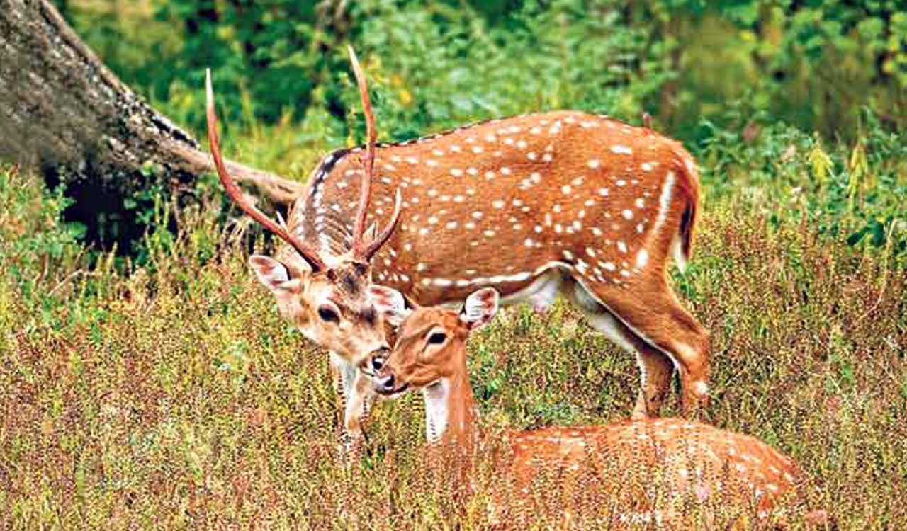 Spotted deer dies in dog attack in Asifabad-Telangana Today