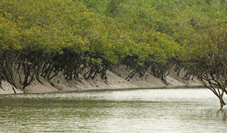 The Convention on Wetlands of International Importance, more commonly known as the Ramsar Convention, is an international agreement promoting the conservation and wise use of wetlands. It is the only global treaty to focus on a single ecosystem