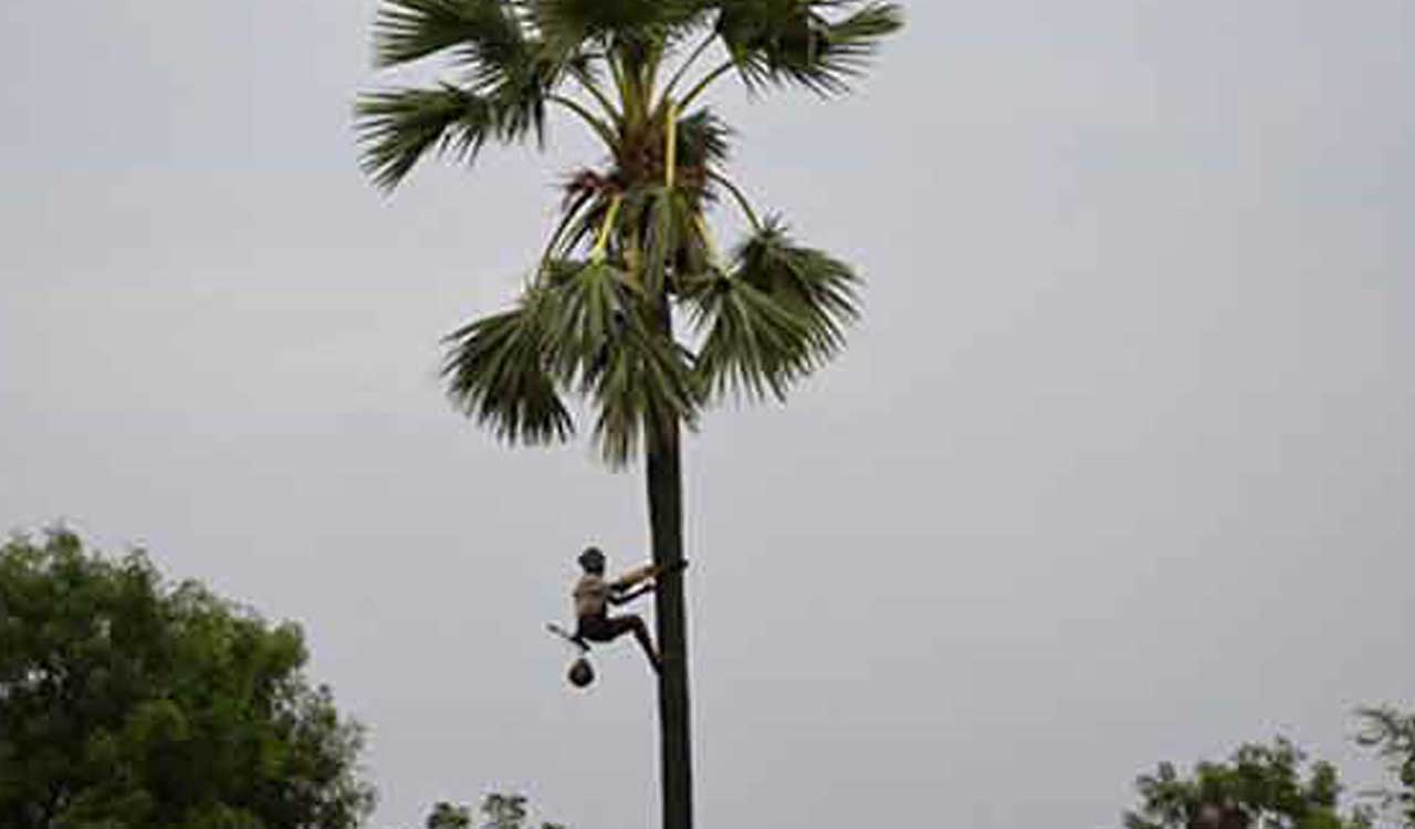 Toddy tapper dies after falling off palm tree in Mancherial