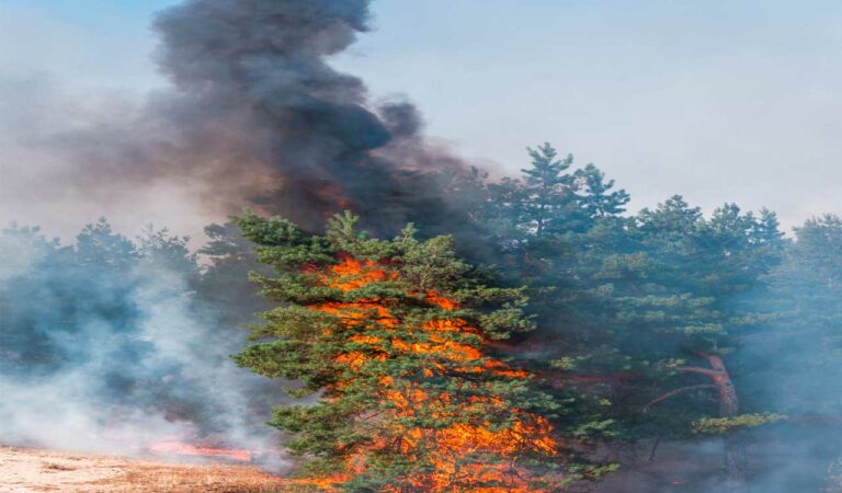 When wildfire smoke fills the air, doctors advise people to stay indoors to avoid inhaling harmful particles and gases. But what about trees and other plants that can't seek shelter?