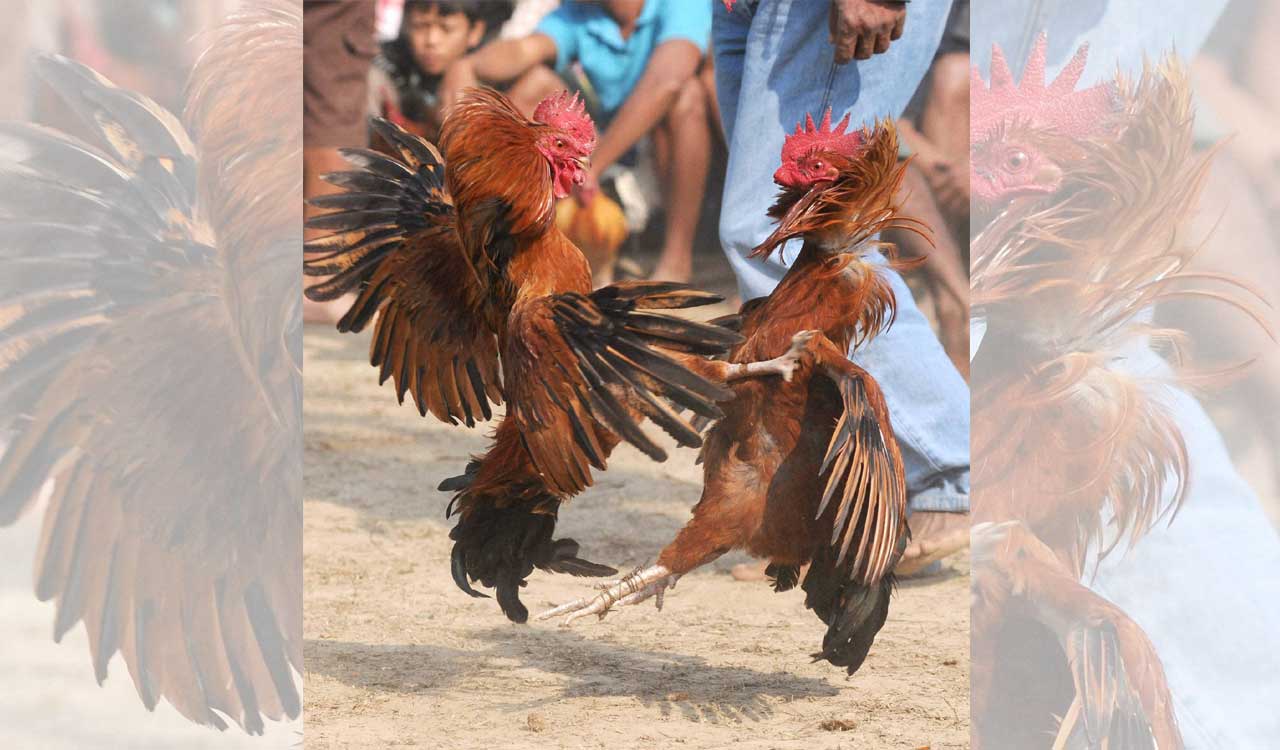 Telangana: 12 held for cock-fighting in Asifabad