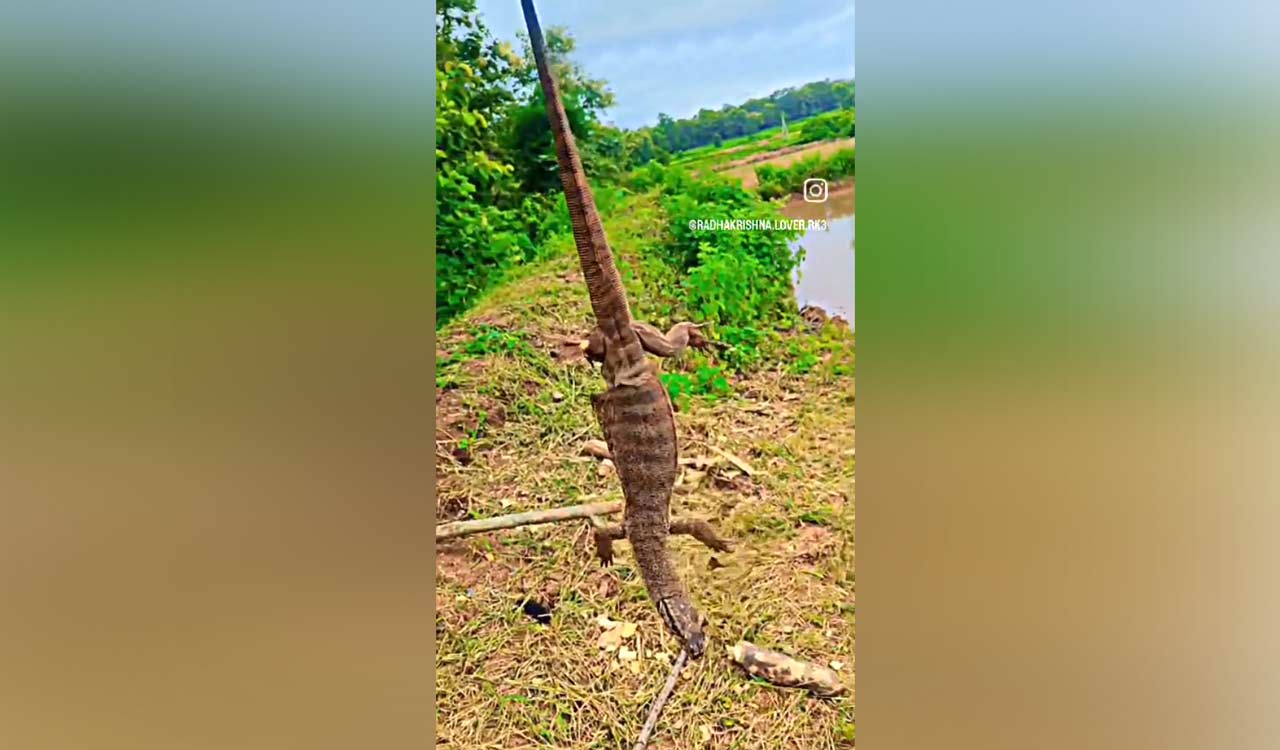 Complaint lodged against Instagram user for hunting monitor lizard in Nirmal