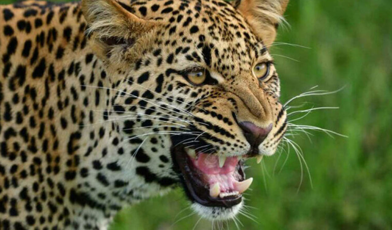 AP forest officials deploy drones to track leopard Near Kadiyam flower nurseries