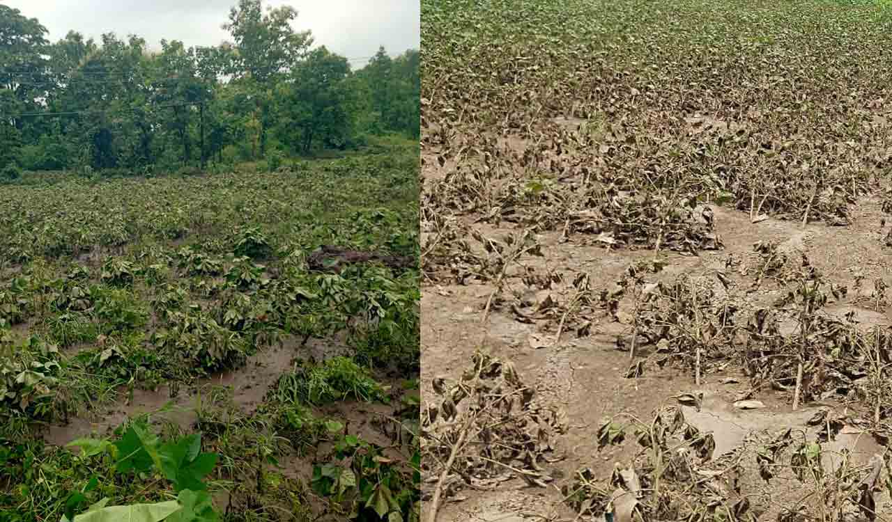 Farmers wait for compensation of crop damage in Adilabad, Mancherial