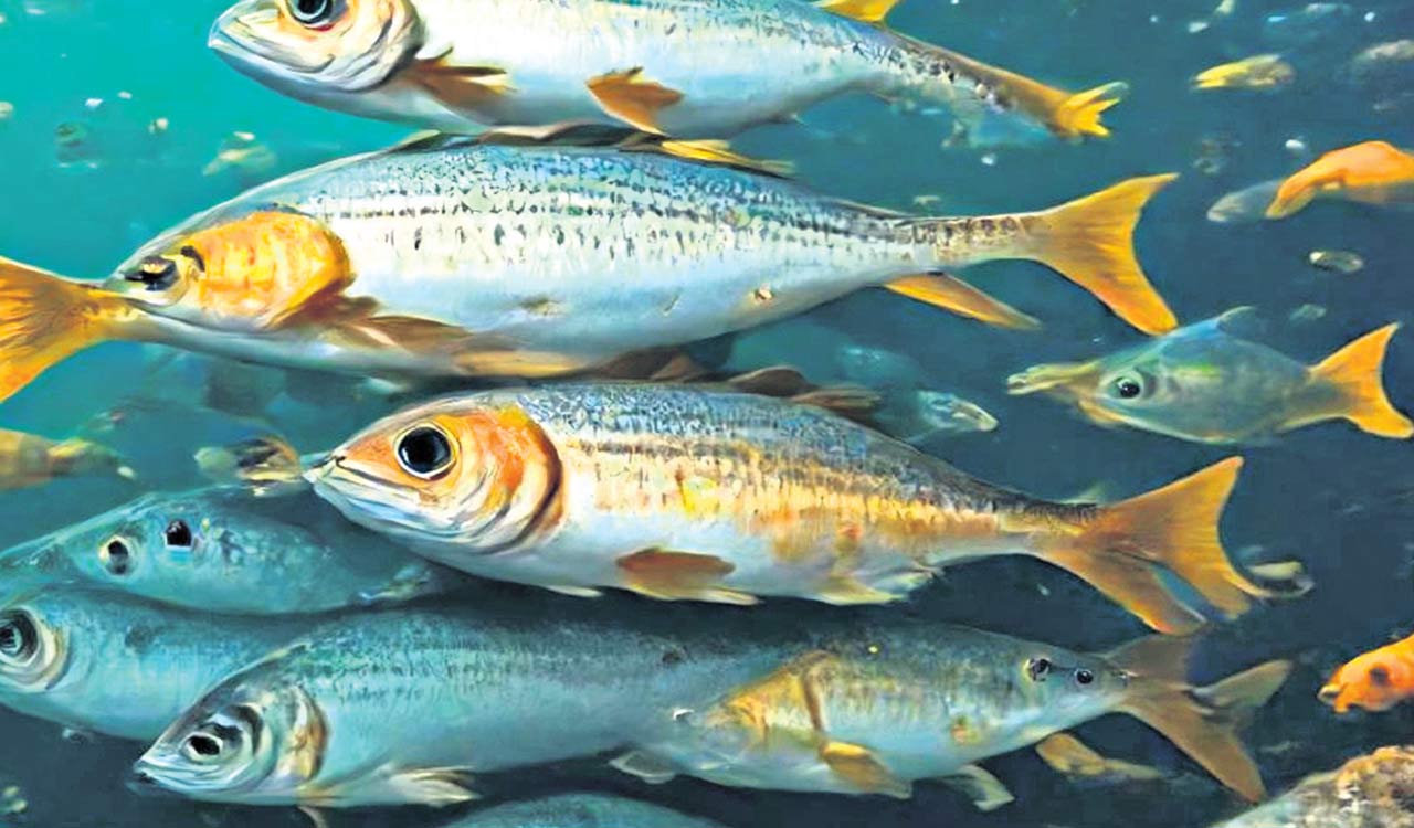 Opinion: From pond to prosperity