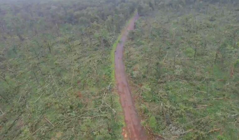 Mulugu Forest