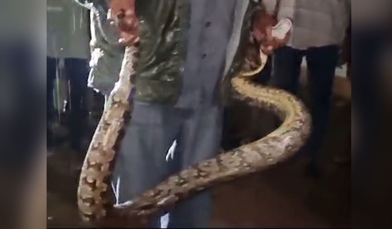 Watch: Residents panic as python spotted near Mir Alam Tank in Hyderabad