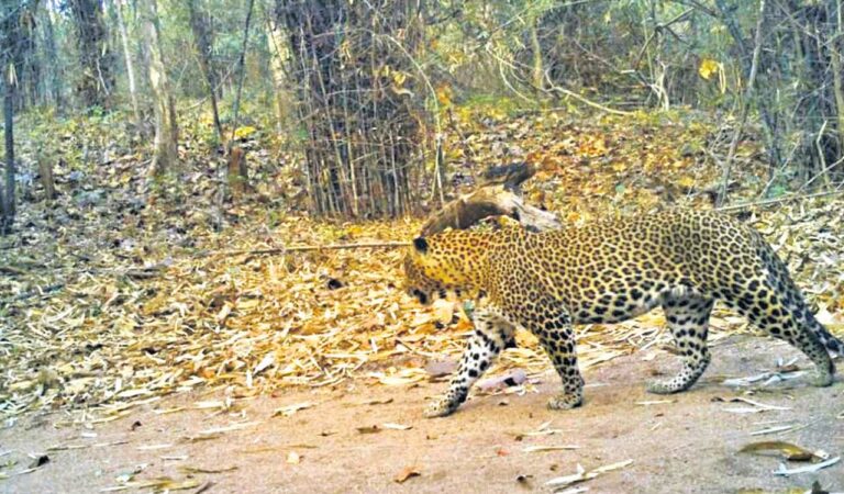 The Kawal Tiger Reserve is expected to complete the monitoring exercise by November.
