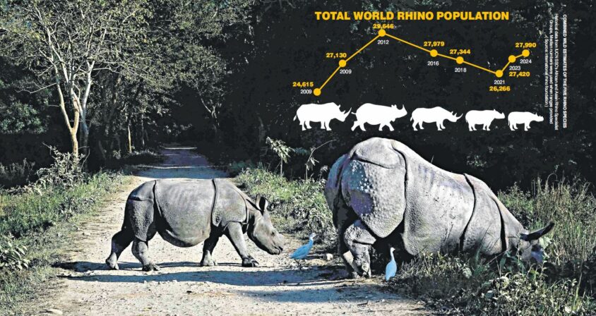 A young rhino follows its mother in the hinterlands of Kaziranga National Park. — N SHIVA KUMAR
