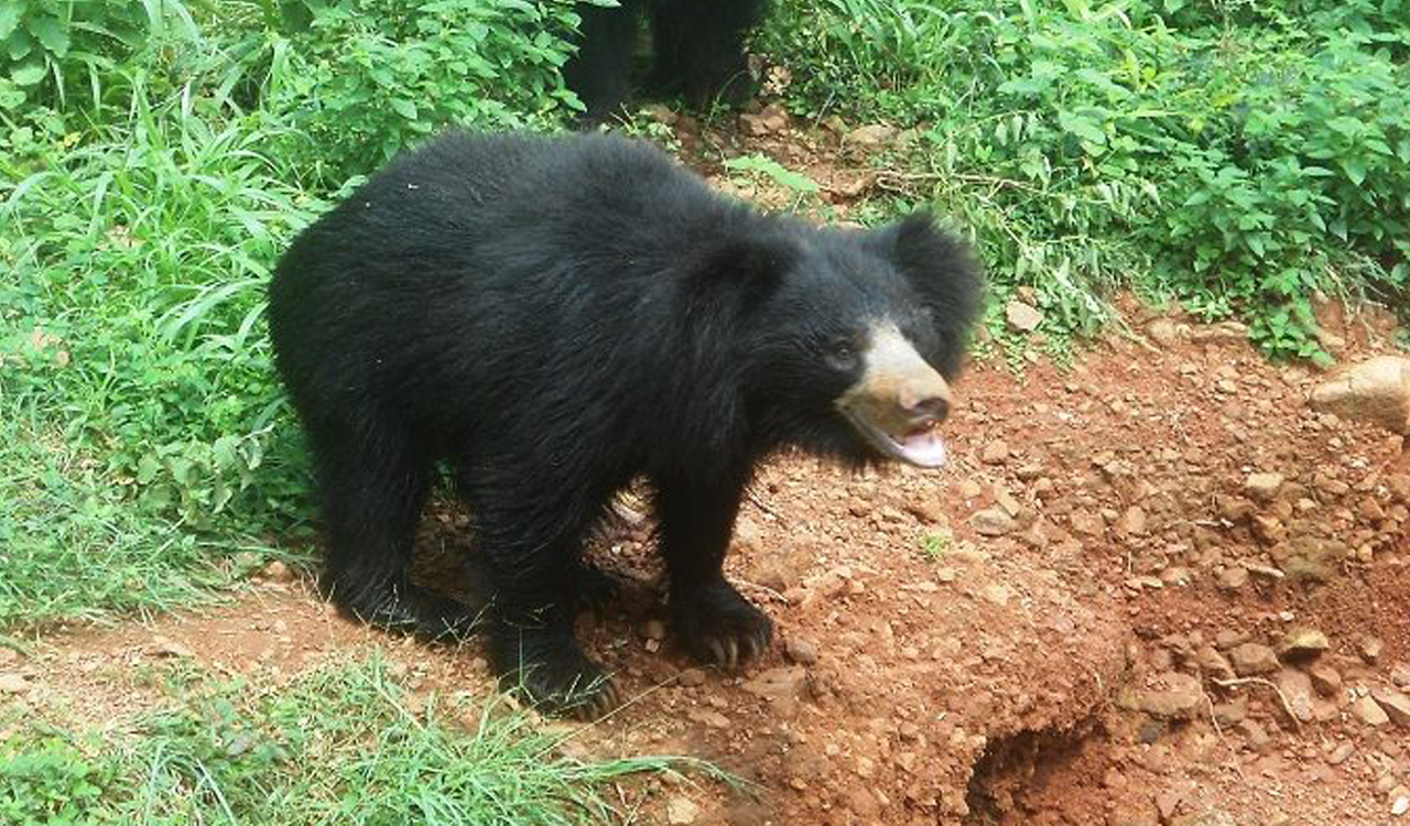 Shepherd injured in sloth bear attack in Mancherial-Telangana Today