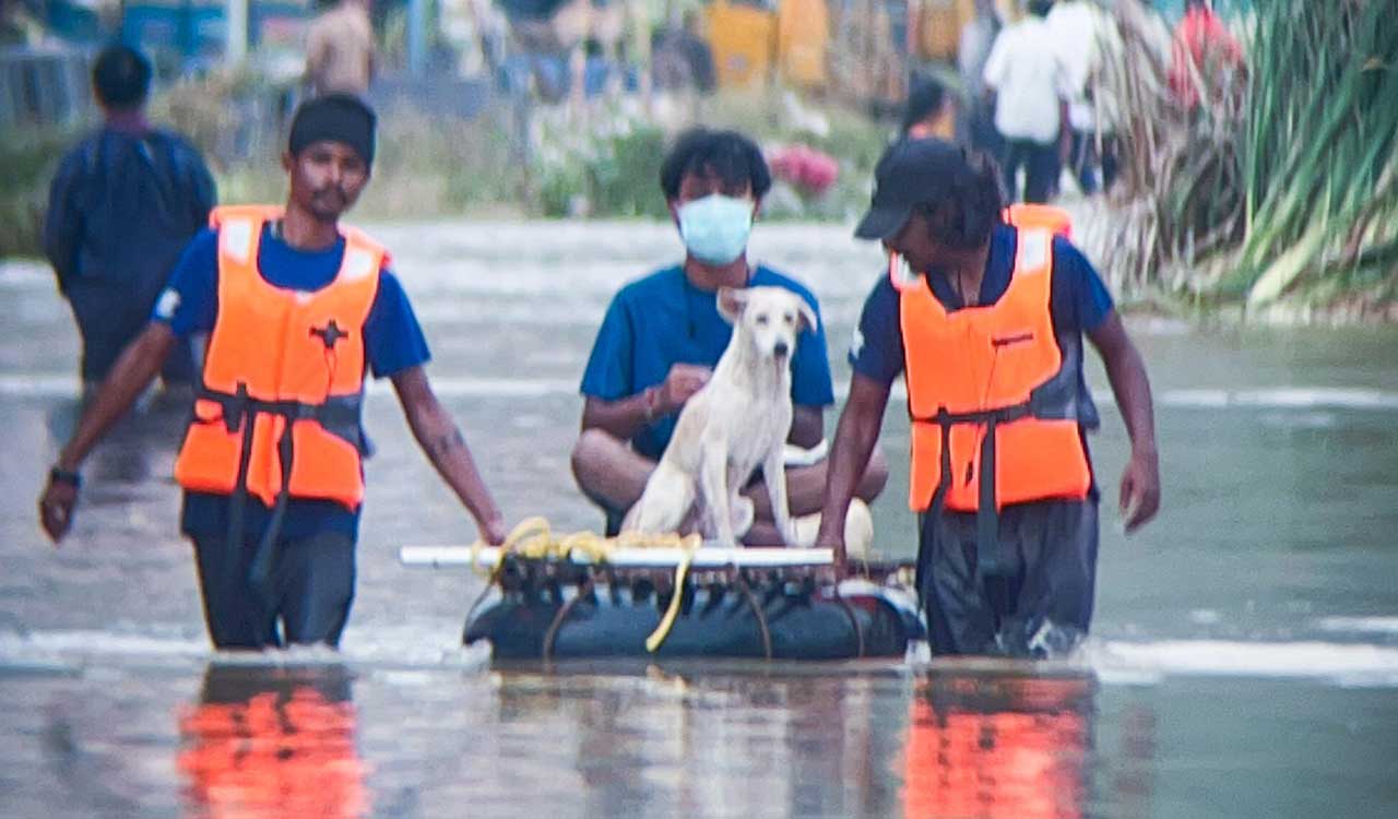Andhra floods: Ameenpur-based AWCS rescues over 150 animals in Vijayawada