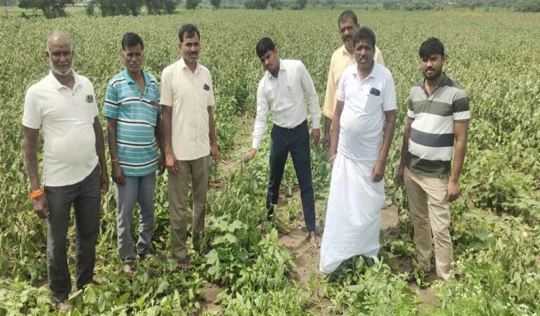 The plants were seen shedding leaves and bolls early, leaving the farmers worried.