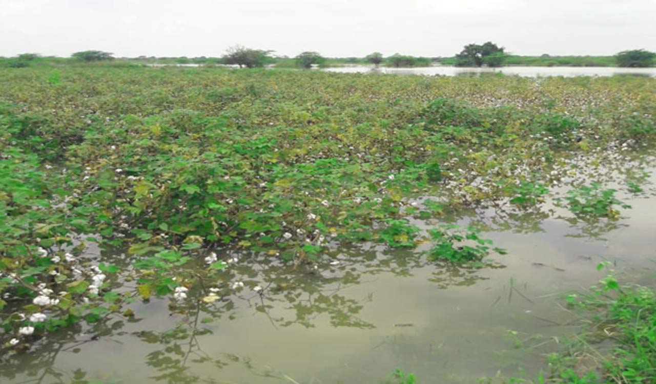 Rains and floods: Over 20 lakh acres of crops damaged in Telangana ...