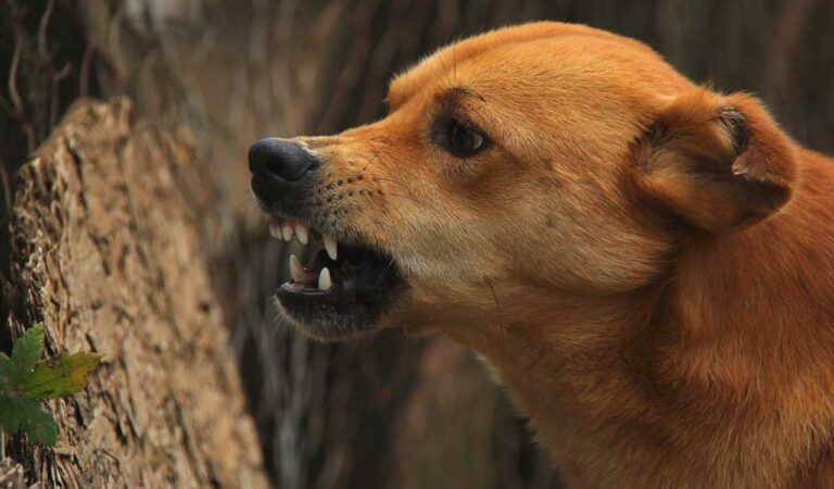 Telangana: Ten injured in stary dog attack in Jagtial