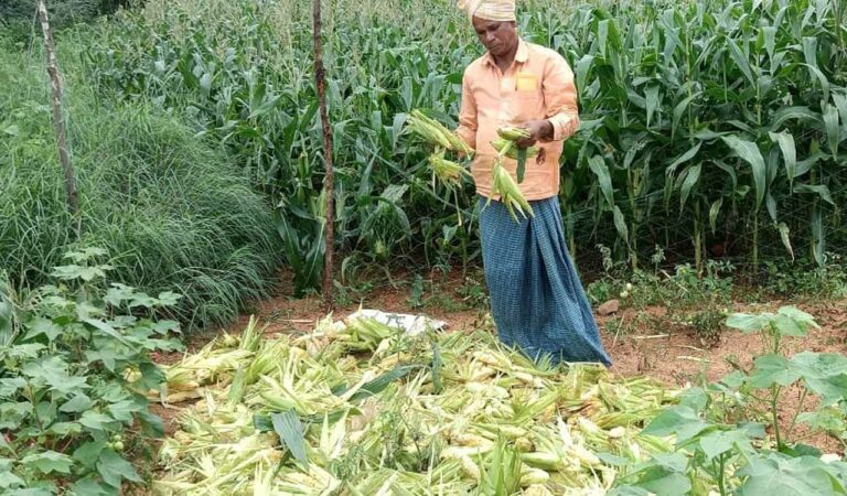Let alone earning profits, the farmers could not even get back their investment in the crop, as invasions by monkeys, wild boars, parrots and other birds have destroyed the crops.