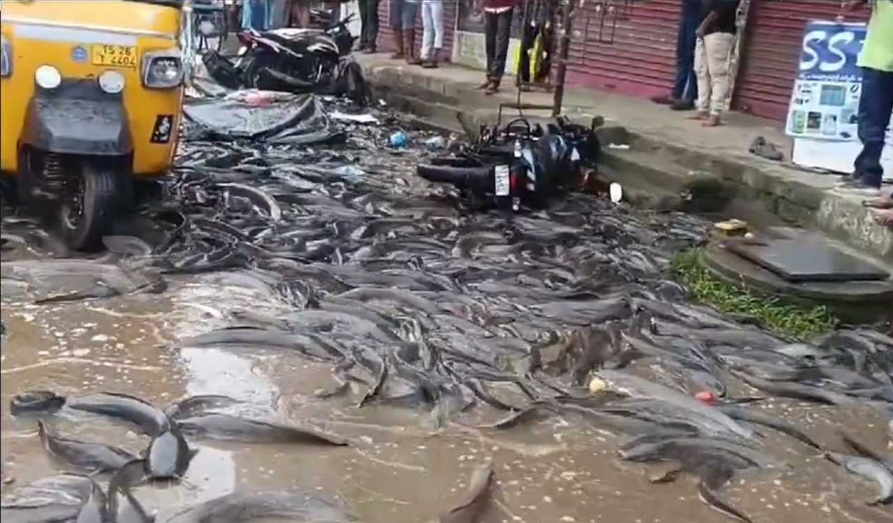 Locals loot fish after truck overturns in Mahabubabad