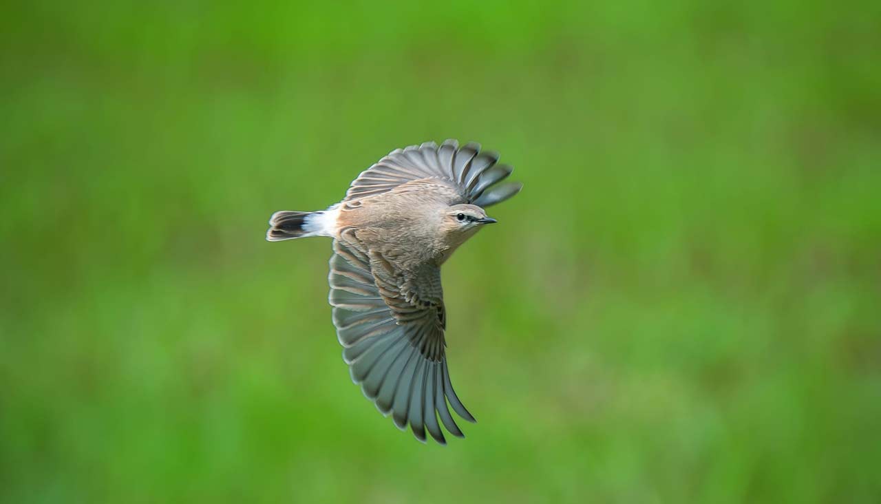 Winged beauties from Europe fly to Telangana for winter